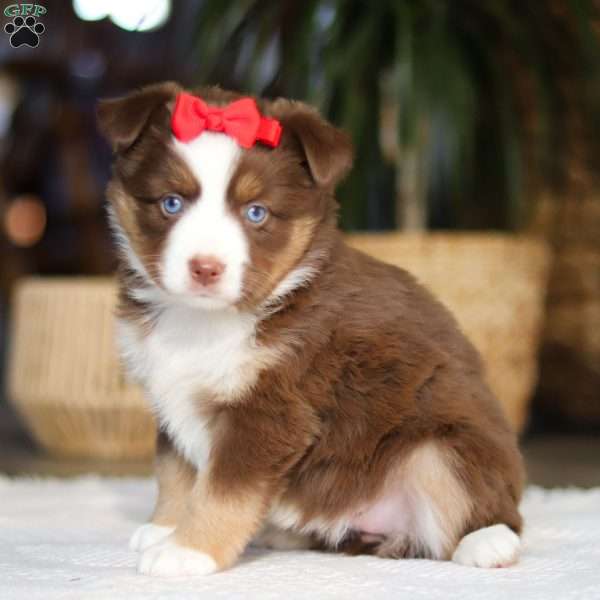 Eden, Miniature Australian Shepherd Puppy